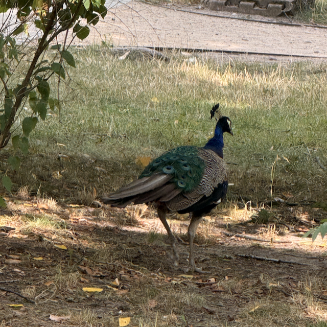 saw some other cute animals too.